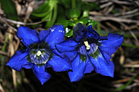Gentiana ligustica Gentiana ligustica